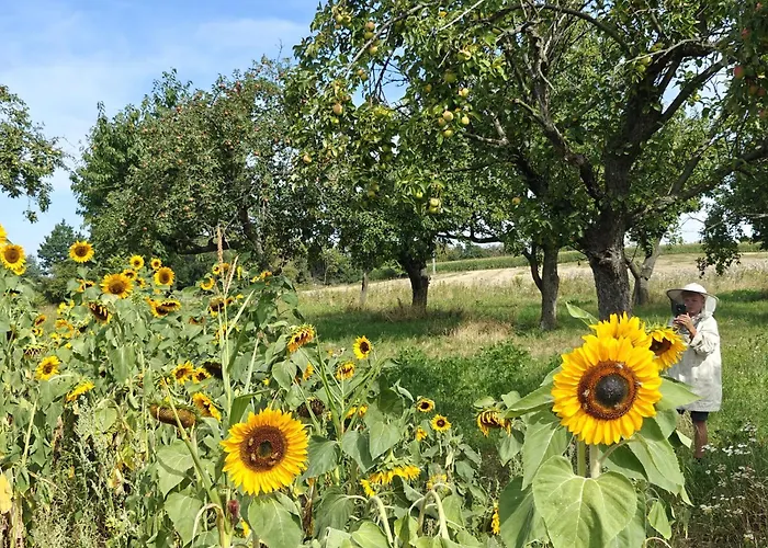 Alloggio per agriturismo Pasieka Miody Gor Opawskich